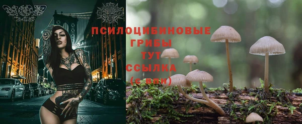 шишки Арсеньев